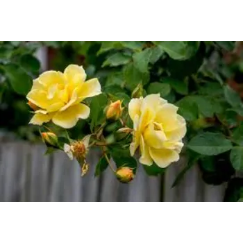 Great Yellow Rose 